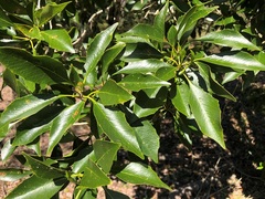 Auranticarpa rhombifolia