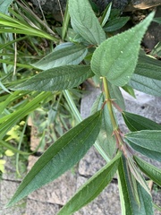 Boehmeria densiflora