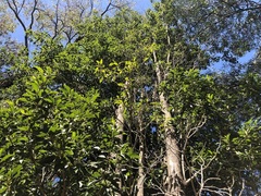 Auranticarpa rhombifolia