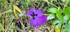 Viola × wittrockiana