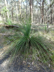 Xanthorrhoea