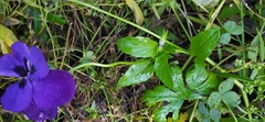 Viola × wittrockiana