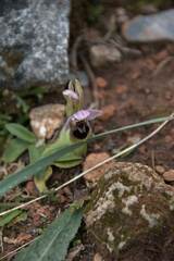 Ophrys