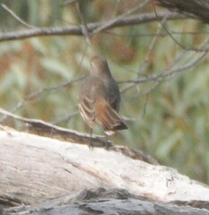 Drymodes brunneopygia