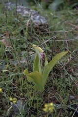 Himantoglossum robertianum