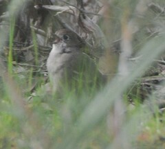 Drymodes brunneopygia