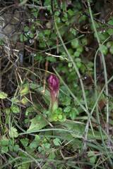 Anacamptis papilionacea
