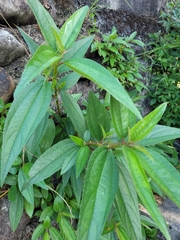 Boehmeria densiflora