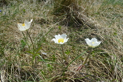 Pulsatilla alpina