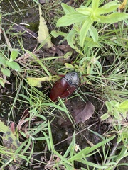 Sternocera