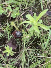 Sternocera