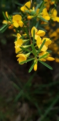 Pultenaea flexilis