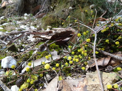 Acacia aculeatissima