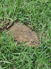 Hoplobatrachus chinensis