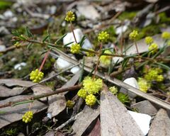 Acacia aculeatissima