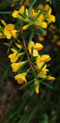 Pultenaea flexilis