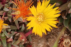 Cheiridopsis rostrata