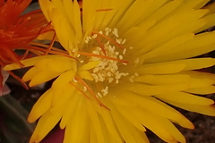 Cheiridopsis rostrata