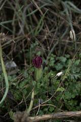 Anacamptis papilionacea