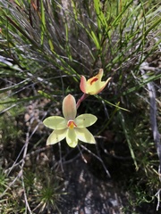 Thelymitra antennifera