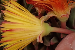 Cheiridopsis rostrata
