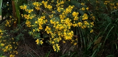 Pultenaea flexilis