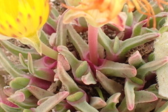 Cheiridopsis rostrata