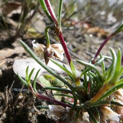 Laxmannia orientalis