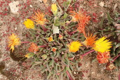 Cheiridopsis rostrata