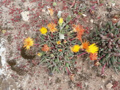 Cheiridopsis rostrata