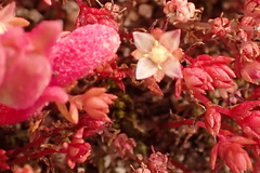 Crassula decumbens