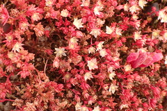 Crassula decumbens