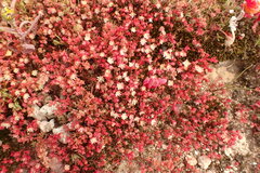 Crassula decumbens
