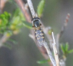 Syrphidae
