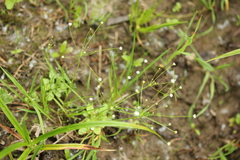 Androsace filiformis