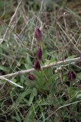 Anacamptis papilionacea