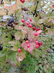 Viburnum opulus