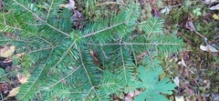 Abies sibirica