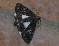 Aedia leucomelas