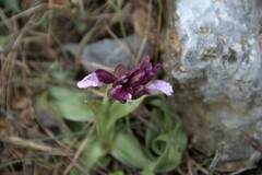 Anacamptis papilionacea