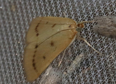 Achyra nudalis