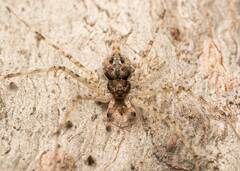 Tamopsis