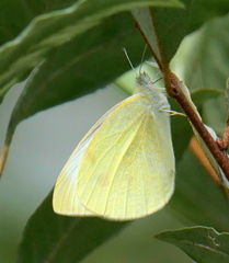 Pieris