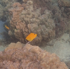 Forcipiger flavissimus