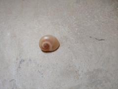 Neverita duplicata