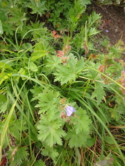 Geranium erianthum