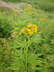 Jacobaea cannabifolia