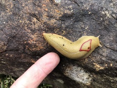 Triboniophorus graeffei