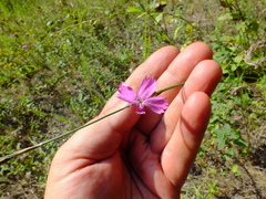 Dianthus borbasii