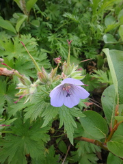 Geranium erianthum